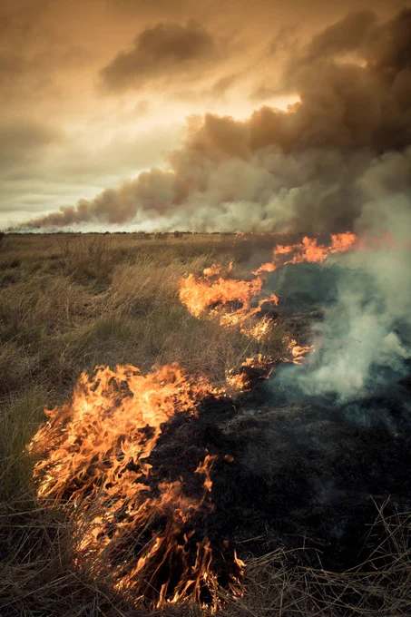 A prescribed fire burns through dry grassland, sending thick smoke into a cloudy sky at dusk.