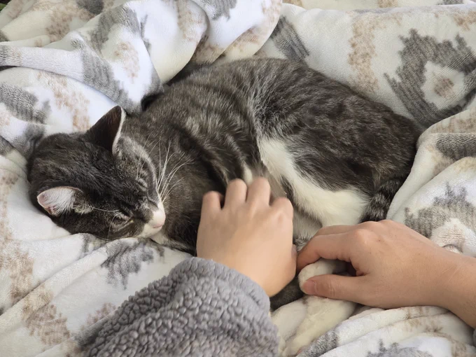 Didi - young cat, gray with some white on his face and legs, snuggled up on a blanket in a lap, with hands gently touching him