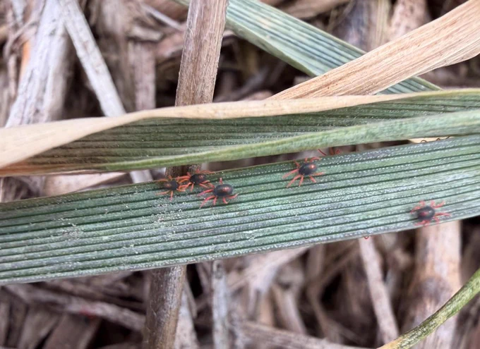 Winter Grain Mite crawling on a winter wheat leaf blade. Key identifying characteristics include eight redish-orange legs, dark bodies, and a yellow to red pore on the back.