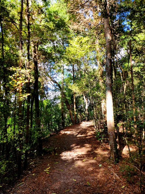 Exploring the woods