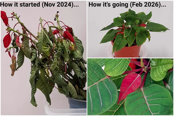 How it started, November 2024. A large but wilting poinsettia in a black pot. Dull green leaves and red bracts hang limp on droopy stems.
How it's going, February 2026. A small but vigorous poinsettia in a brown pot. A compact bushy specimen with bright green leaves and a single small fresh red bract.