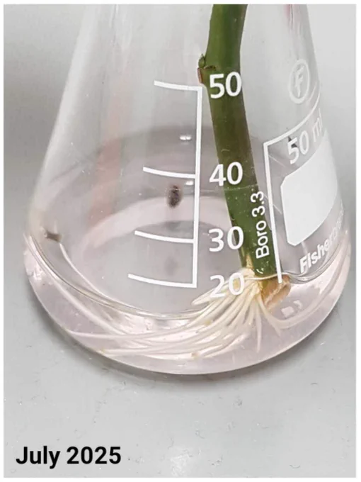 Photo of the green stem dipping in approx 10 mL water in a 50 mL conical flask. A clump of white roots has sprouted from the end of the stem.