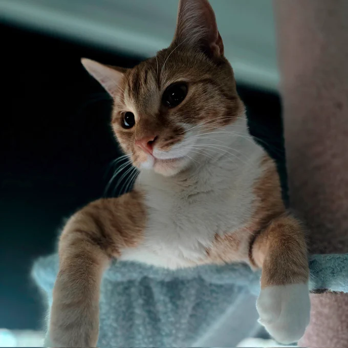 Jef the ginger cat sitting in his basket