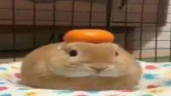 flattened bunny with orange on its head