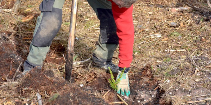 person planting a sapling