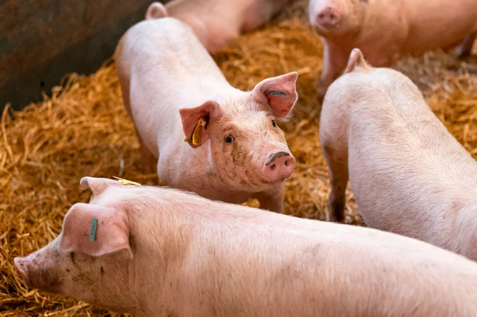 Several piglets wandering around on a hay floor. One of the piglets looks up at the camera.

Photo Credit: Tullia Dean