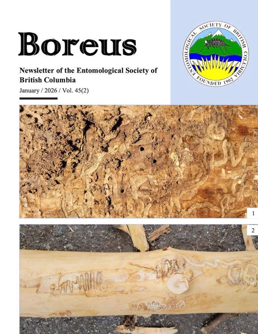 Cover of Boreus, Newsletter of the Entomological Society of British Columbia, January 2026 Vol. 45(2) 

Cover Photographs Emerald Ash Borer damage to white ash wood found in 2025 by Troy Kimoto and the Canadian Forest Service (Pacific and Great Lakes Forestry Centre). 

1. Agrilus planipennis larval galleries and exit holes via visual survey, Fraxinus sp. Surrey, BC, Troy Kimoto 
2. Agrilus planipennis galleries via branch sampling, Fraxinus sp. Vancouver, BC, Troy Kimoto