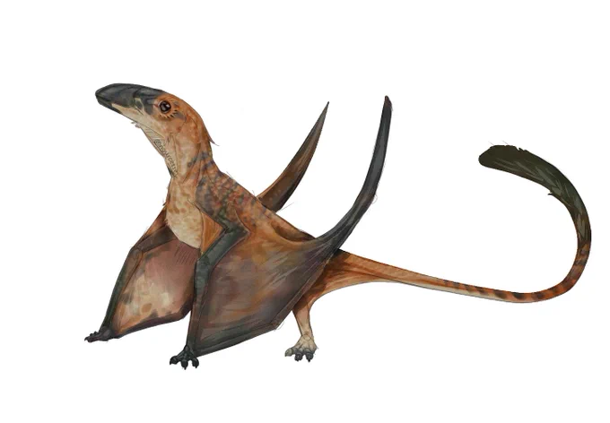 This birb is a pigeon sized pterosaur called Common Brushtail, or Burstahali Campylognathoides (Bursta - brush, Hali - taol; translated from old icelandic 
They were named such because of the brush-like protofeathers at the tip of their tails, which could be used as actual brushes if harvested correctly. 
Brushtails are semi-domesticated animals, used for transporting letters from village to village by the natives. They are omnivorous 
insectivores, feeding on many bugs and other smaller fauna like tiny lizards, snake hatchlings, etc, as well as various fruits.

It is completely made up, and even though I put it into Campylognathoides - an actual genus of pterosaurs from Germany, it has no relation to any real animals, alive or extinct.