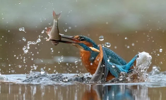 COLOUR PDI: (20) 'Successful Dive' - by Vin Scothern