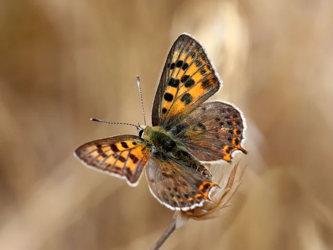 Iberian Sooty Copper (Lycaena bleusei), Butterflies of Montes Universales © Jon Dunn