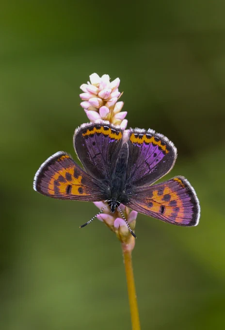 Violet Copper (Lycaena helle), Spring Butterflies of the French Pyrenees © Clive Burrows