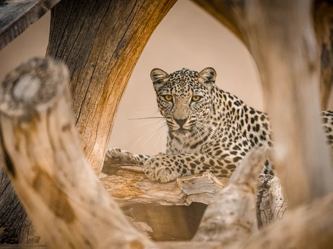 Arabian leopard. Photo: Royal Commission for AlUla
