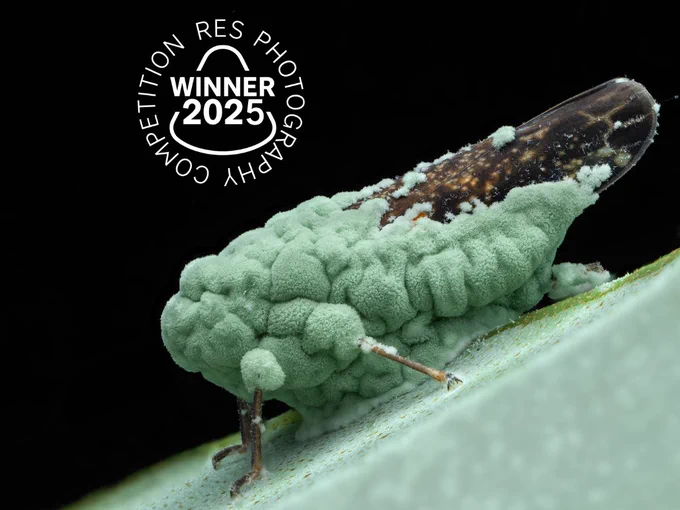 A leafhopper overtaken by vivid green Metarhizium fungus (c) Dara Ojo