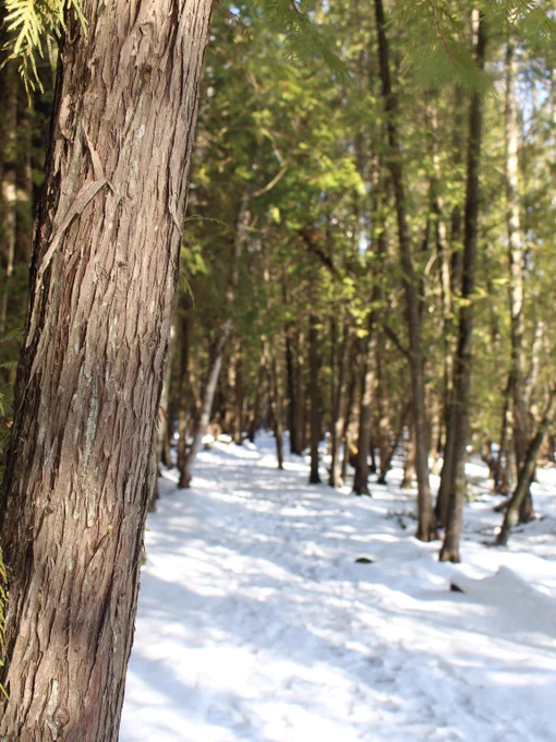 A Cedar Tree on the left side of the photo as the focal point with Tower Trail in the background.