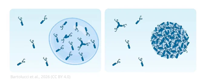 Lowering the temperature allows transitions from the ‘sol-sol’ to the ‘sol-gel’ region, which manifest with a jump in the total volume fraction of the protein-rich phase.
