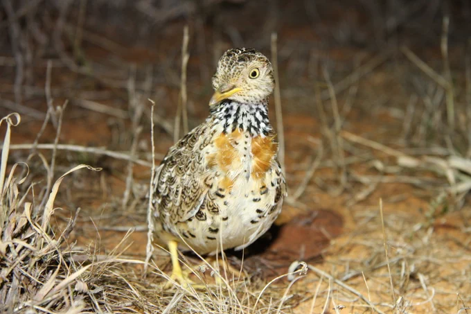 Plains Wanderer by David Baker-Gabb