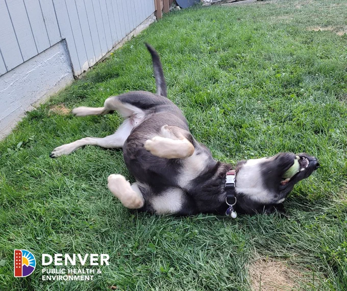 Multi-colored dog rolling around on grass with a ball in his mouth.