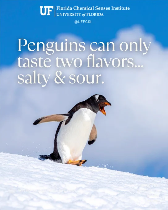 Image of a penguin with text that states, "Penguins can only taste two flavors... salty & sour."