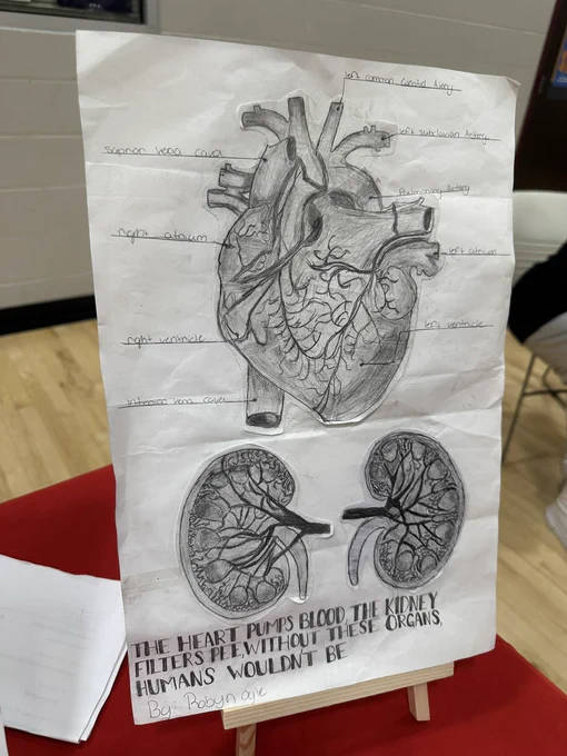 A poster of anatomically correct heart and kidneys in pencil with a caption “the heart pumps blood, the kidney filters pee, without one of these organs, humans wouldn’t be.”
