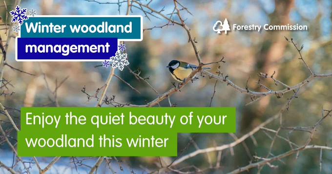 Image of a great tit on bare winter branches and the words enjoy the quiet beauty of your woodland this winter.
