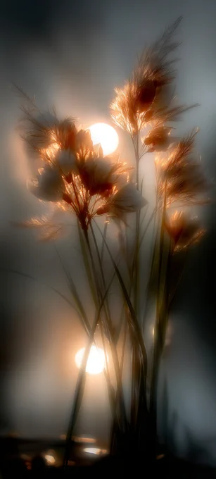 Translucency rendering. Light scattering through organic fiber geometry. A study in optical warmth and depth of field softness.