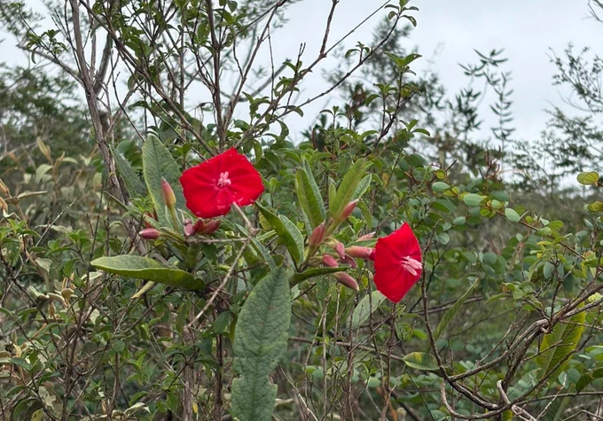 A imagem mostra a Flor de Carajás em destaque na paisagem da Floresta Amazônica, chamando atenção por sua intensa coloração vermelha. As pétalas vibrantes contrastam fortemente com os tons predominantemente verdes da vegetação ao redor, composta por arbustos, galhos finos e folhas de diferentes formatos e texturas.