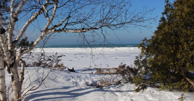 view of beach area with a birch tree on the left and a cedar on the right.