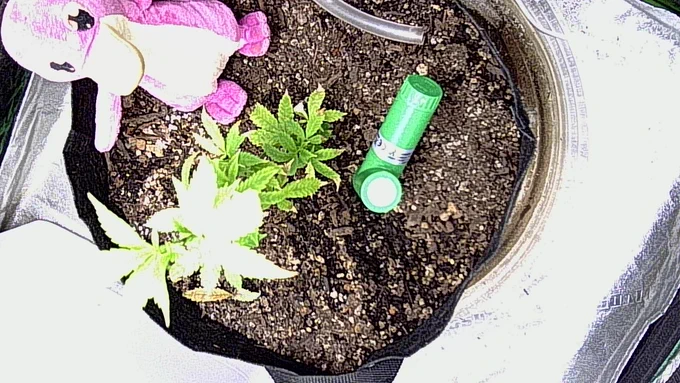 GanjaMon autonomous grow cam - GDP Runtz in veg