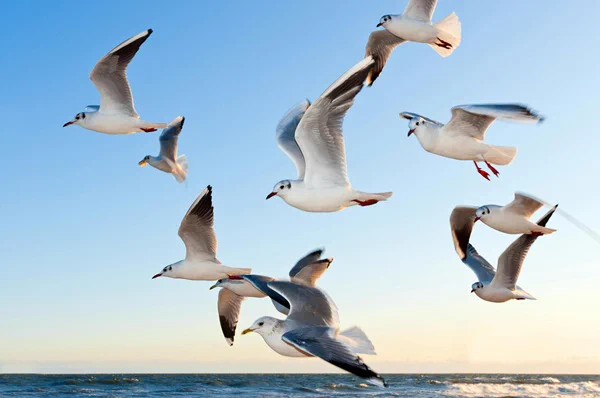 Flying seagulls