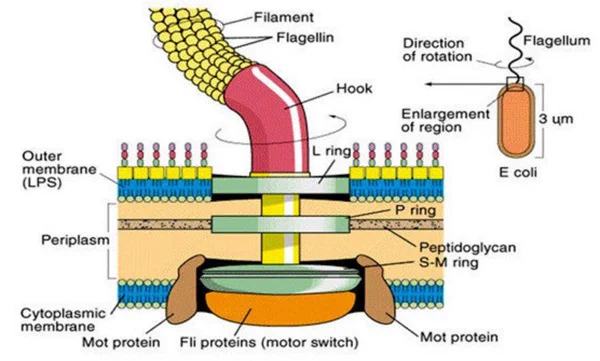 Bacterial Flagellum