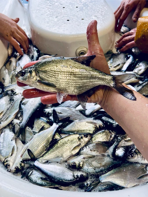 A bucket of gleaming, healthy bream