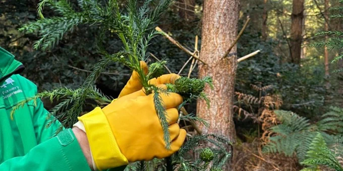 Gareth Biggins in green jacket and yellow gloves harvesting Japanese red cedar seeds for Forest Research at Thetford Forest. 