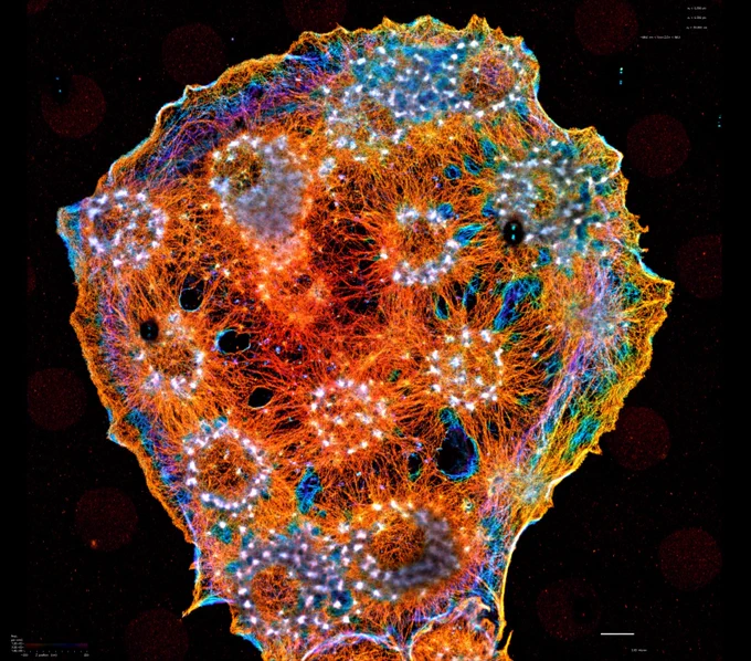 
Actin cytoskeleton of macrophages during frustrated (artificial) phagocytosis


iPALM - Interferometric Photoactivated Localization Microscopy



Dr. Ana T. Nogueira Dr. Shiqiong Hu, Jesse Aaron, Dr. Takashi Watanabe


2019 Nikon Small World Photomicrography Competition