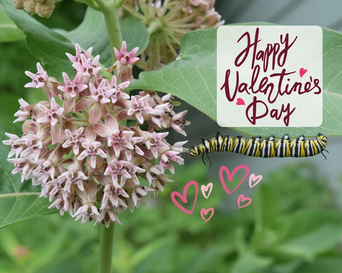 A monarch caterpillar stretching upside down to reach a milkweed flower. Decorative hearts have been added with a Happy Valentine’s Day sign.
