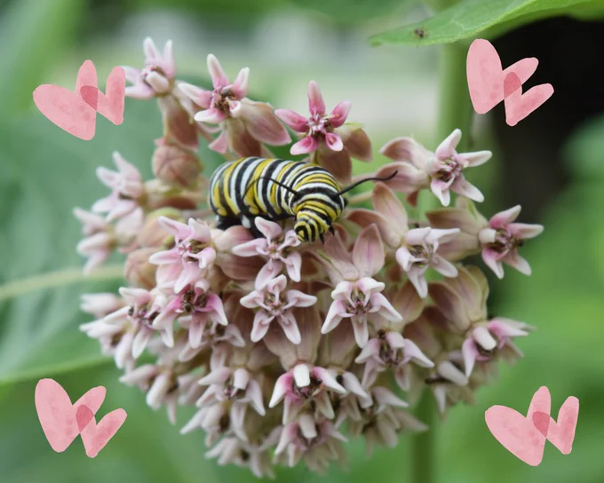 A monarch caterpillar sitting on a milkweed flower. Decorative hearts have been added.
