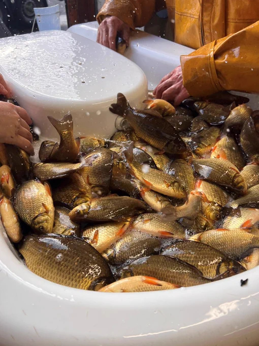 A bucket of healthy, live Crucian carp