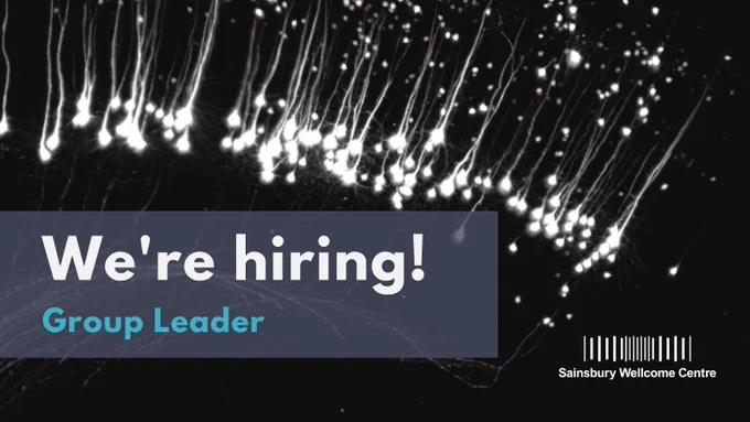 We're hiring! This is a unique opportunity to translate our understanding of neural computation - from circuit-level mechanisms to computational principles -  into the human brain, through the establishment of cutting-edge human neural recording capabilities with collaborators in London and abroad. 
