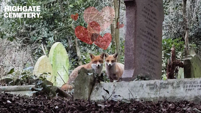 A pair of foxes nestled together among gravestones at Highgate Cemetery, with decorative red hearts above them.