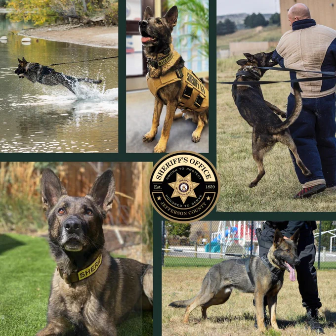 Photo collage of K9 Graffit in action: leaping into water on a lead, sitting indoors wearing a tan sheriff K9 vest, training with a bite suit, a close up portrait outdoors, and standing on grass with a handler nearby. Jefferson County Sheriff’s Office logo is centered in the collage.