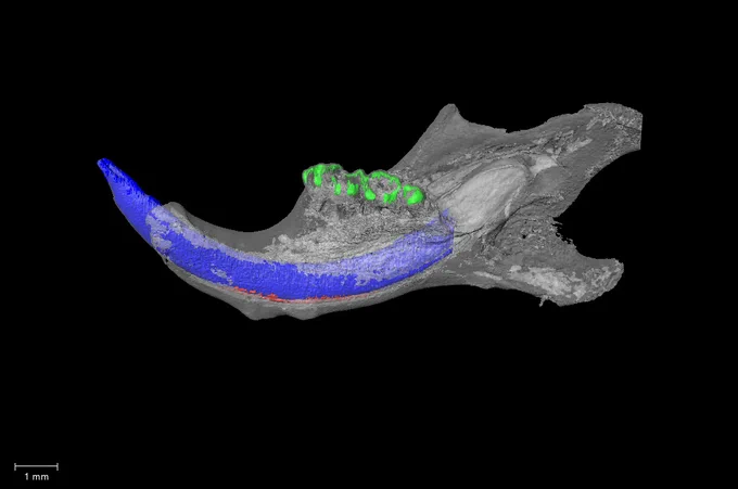 Mutant sample from the dataset MicroCT analysis of ameloblast specific Smad4 conditional knockout mice