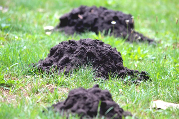 three mole hills in grass