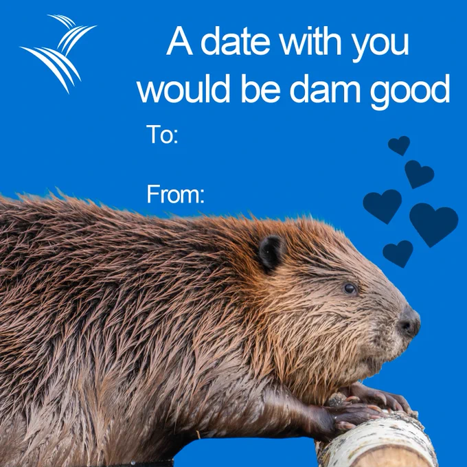 An image of a valentines card with a beaver that says, "A date with you would be dam good" with an image of a beaver.