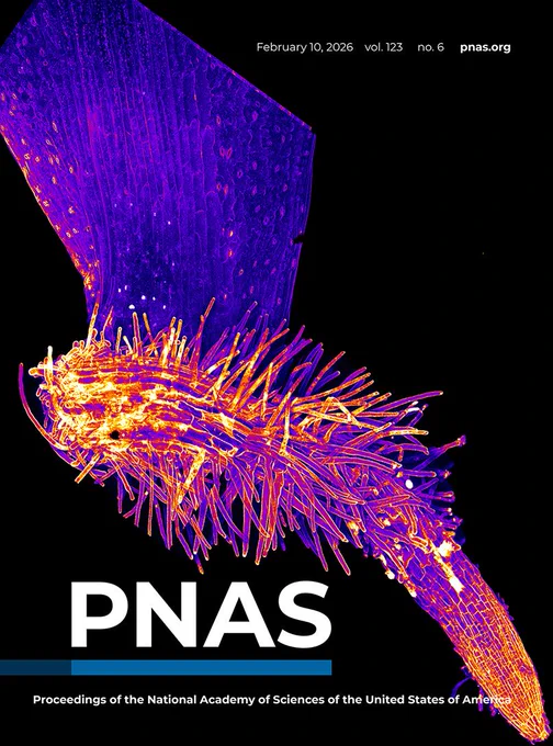 Cover image: Pictured is a regenerating root from an Arabidopsis thaliana leaf. Akansha Ganguly et al. detached plant leaves to study the mechanisms of stress mitigation associated with wound repair. The authors found that plant-specific PLETHORA transcription factors activate the ATG8 gene, which initiates recycling of damaged cell components to decrease intracellular stress and allow stem cells to differentiate. ATG8 is not activated if the plant is simply forming a callus, rather than regenerating roots. The results reveal how plant-specific autophagy regulators interact with intracellular stress signaling to aid in wound repair. See the article by Ganguly et al., e2513954123. Image credit: Akansha Ganguly.