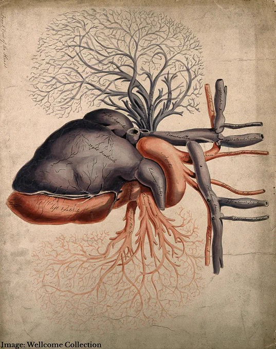 From the 19th century, a drawing of the front view of the heart