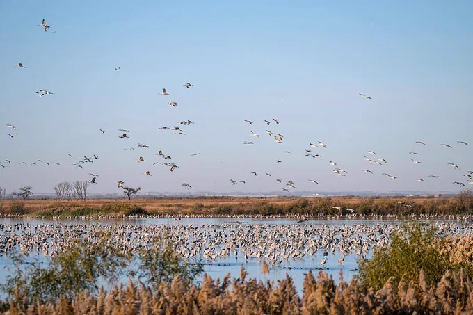 A large flock of Sandhill Cranes is flying over a serene wetland with 100s of additional Cranes still standing in the bay. The scene captures the beauty of nature with water reflecting the sky. Photography ©Debra Martz, All Rights Reserved
