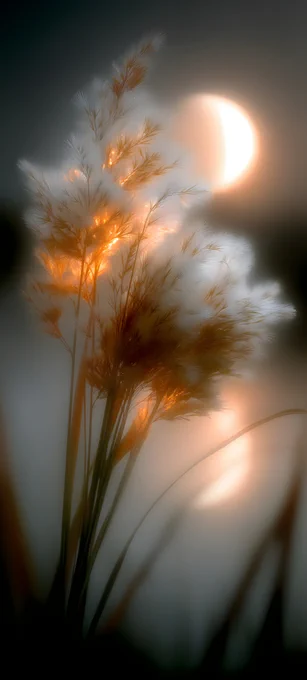 Subsurface scattering analysis on organic fibers. The backlight creates a perfect silhouette while the extreme depth of field isolates the subject. A masterclass in optical warmth and bokeh texture. 