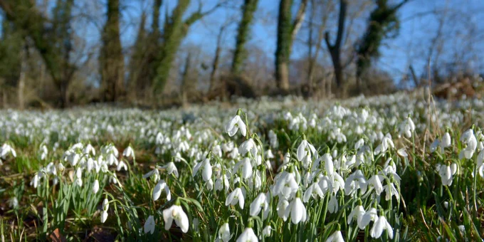 snowdrops and trees against a blue sky.