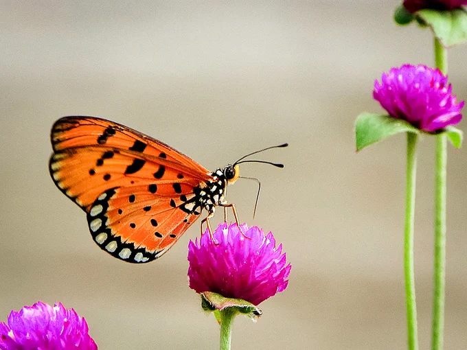 Tawny coster / Credit: S. Chowdhury