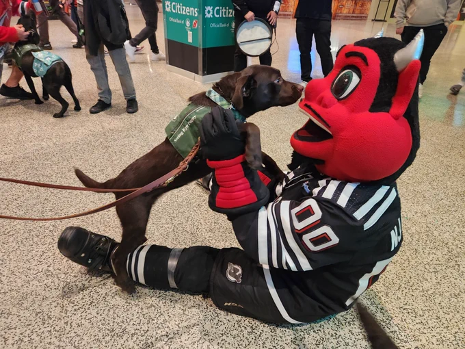 The NJ Devils’ mascot sits on the floor as a leashed chocolate Lab wearing a Seeing Eye puppy raising program vest gets nose to nose with them.