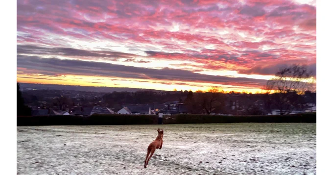 Dog jumping in the snow at dawn above Sheffield streetscape 